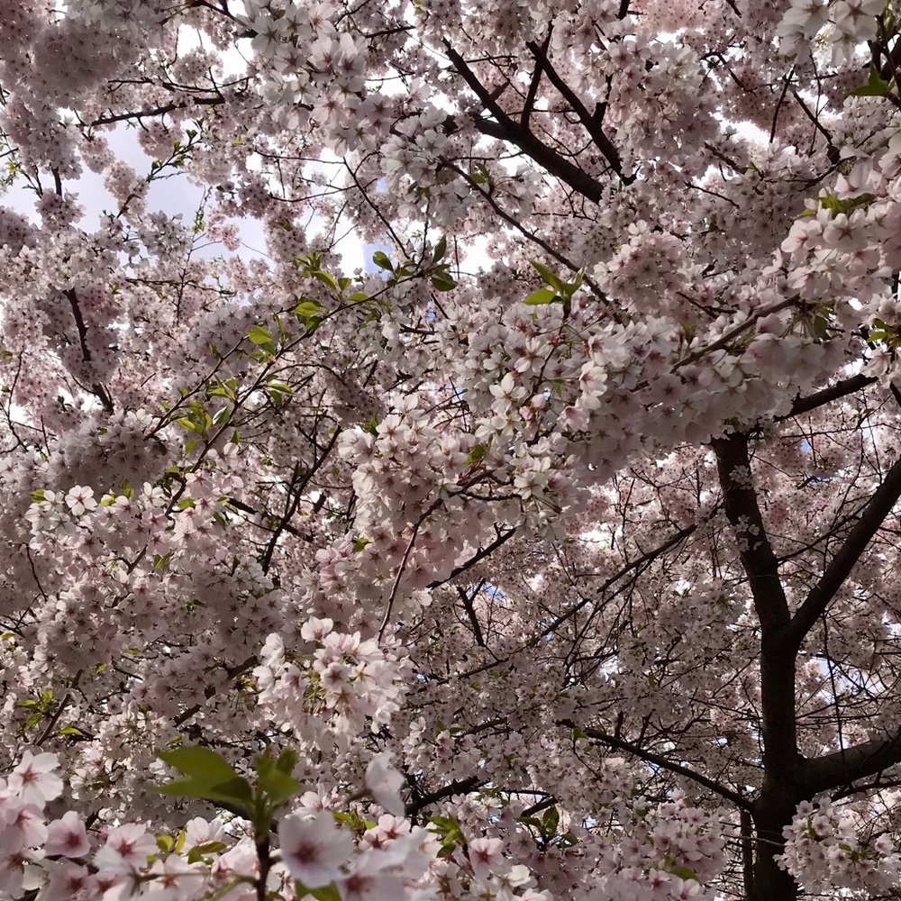 Meet your Posher, Franceska